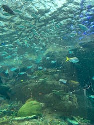 名古屋港水族館に投稿された画像（2025/12/21）