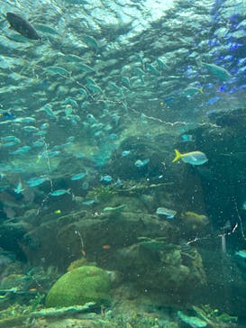名古屋港水族館に投稿された画像（2025/12/21）