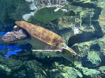 名古屋港水族館に投稿された画像（2025/12/21）