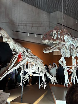 特別展「大絶滅展―生命史のビッグファイブ」に投稿された画像（2025/12/21）