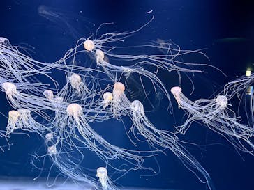 サンシャイン水族館に投稿された画像（2025/12/21）