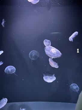 サンシャイン水族館に投稿された画像（2025/12/21）