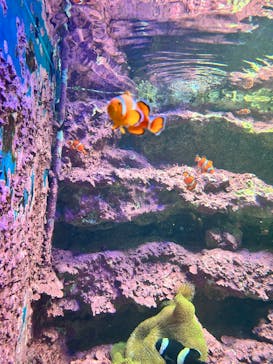 サンシャイン水族館に投稿された画像（2025/12/21）