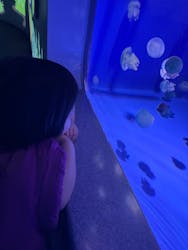 新江ノ島水族館に投稿された画像（2025/12/21）