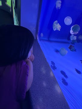 新江ノ島水族館に投稿された画像（2025/12/21）