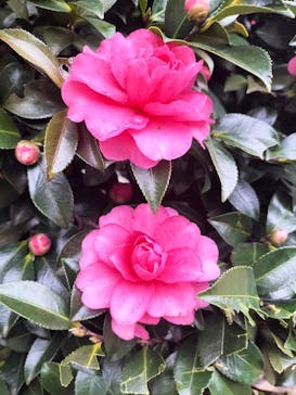 鳩山会館に投稿された画像（2025/12/21）