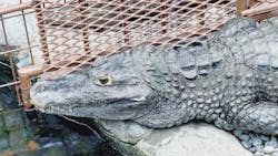 熱川バナナワニ園に投稿された画像（2025/12/21）