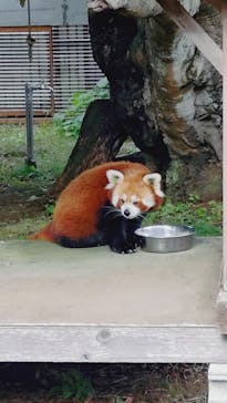 熱川バナナワニ園に投稿された画像（2025/12/21）