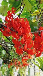 熱川バナナワニ園に投稿された画像（2025/12/21）