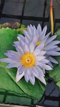 熱川バナナワニ園に投稿された画像（2025/12/21）