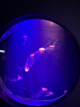 マリンワールド海の中道に投稿された画像（2025/12/21）