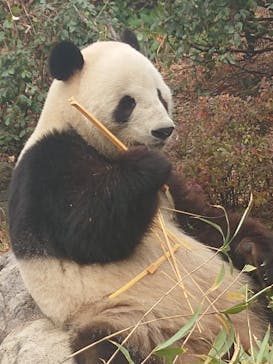 恩賜上野動物園に投稿された画像（2025/12/21）