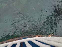 串本海中公園水族館に投稿された画像（2025/12/21）