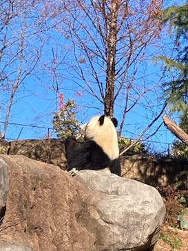 恩賜上野動物園に投稿された画像（2025/12/21）