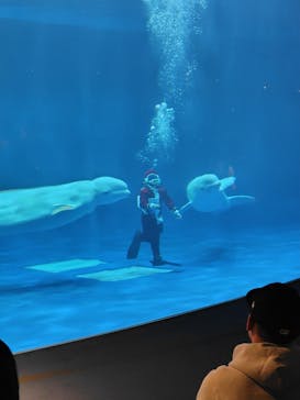 島根県立 しまね海洋館に投稿された画像（2025/12/21）