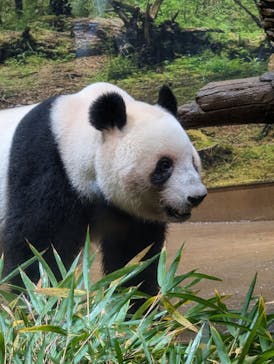 恩賜上野動物園に投稿された画像（2025/12/21）