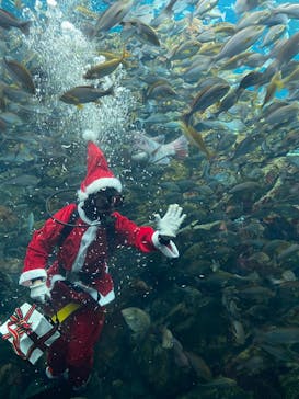 上越市立水族博物館 うみがたりに投稿された画像（2025/12/21）