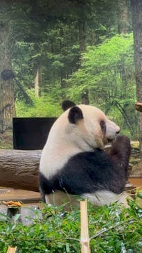 恩賜上野動物園に投稿された画像（2025/12/21）