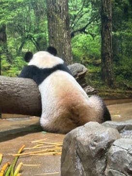 恩賜上野動物園に投稿された画像（2025/12/21）