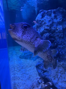 すみだ水族館に投稿された画像（2025/12/21）