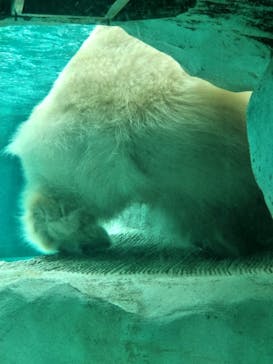 恩賜上野動物園に投稿された画像（2025/12/21）