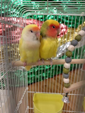 いきもの探検隊湘南に投稿された画像（2025/12/21）