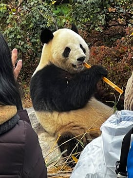 恩賜上野動物園に投稿された画像（2025/12/21）