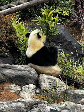 恩賜上野動物園に投稿された画像（2025/12/21）