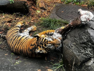 恩賜上野動物園に投稿された画像（2025/12/21）
