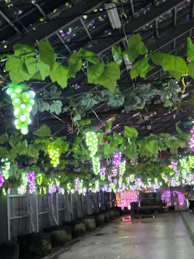 EnglishGardenローザンベリー多和田に投稿された画像（2025/12/21）