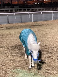 東京メガイルミに投稿された画像（2025/12/21）