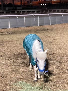 東京メガイルミに投稿された画像（2025/12/21）