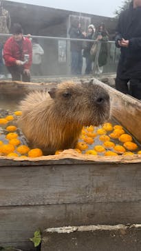 那須どうぶつ王国に投稿された画像（2025/12/21）