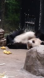 恩賜上野動物園に投稿された画像（2025/12/21）