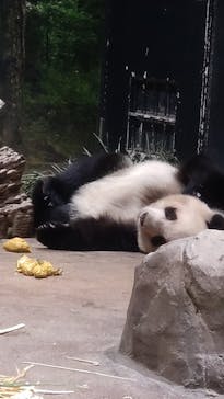 恩賜上野動物園に投稿された画像（2025/12/21）