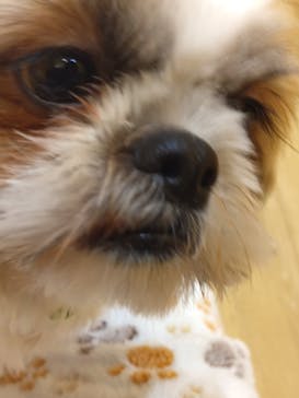 いぬカフェRio 浅草店に投稿された画像（2025/12/21）