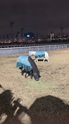 東京メガイルミに投稿された画像（2025/12/21）