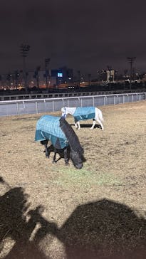 東京メガイルミに投稿された画像（2025/12/21）