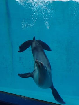 下田海中水族館に投稿された画像（2025/12/21）