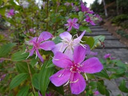 下田ロープウェイに投稿された画像（2025/12/21）