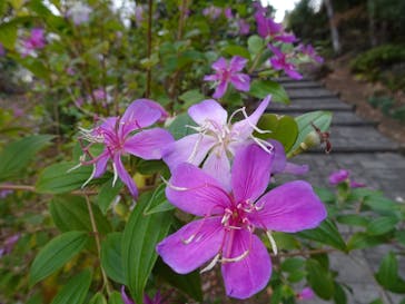 下田ロープウェイに投稿された画像（2025/12/21）