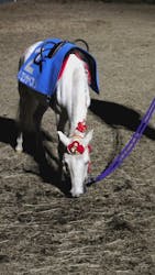 東京メガイルミに投稿された画像（2025/12/21）