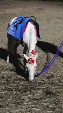 東京メガイルミに投稿された画像（2025/12/21）