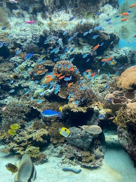 沖縄美ら海水族館に投稿された画像（2025/12/21）