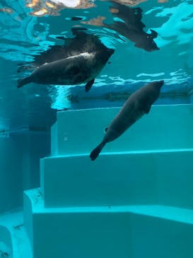 マリンワールド海の中道に投稿された画像（2025/12/21）