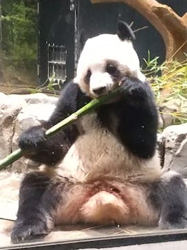 恩賜上野動物園に投稿された画像（2025/12/22）