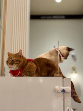 猫カフェモカ　イオンモール水戸内原店に投稿された画像（2025/12/22）