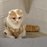 猫カフェモカ　町田ジョルナ店に投稿された画像（2025/12/22）