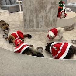 猫カフェモカ　町田ジョルナ店に投稿された画像（2025/12/22）