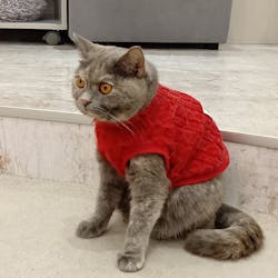 猫カフェモカ　町田ジョルナ店に投稿された画像（2025/12/22）